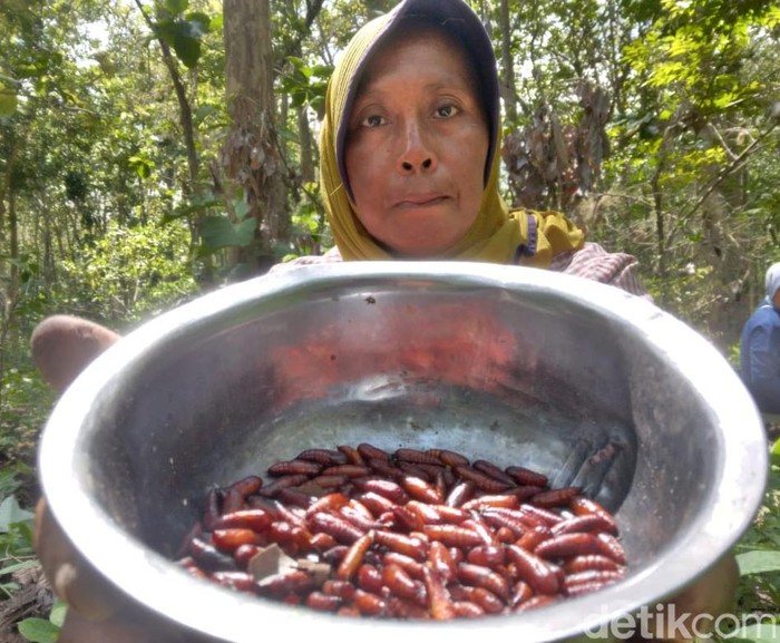 Sejumlah warga berburu entung ulat jati di Desa Kembangarum,Blitar. Ulat jati itu dijual seharga Rp 100 ribu per kilogram, Selasa (16/1/2024).