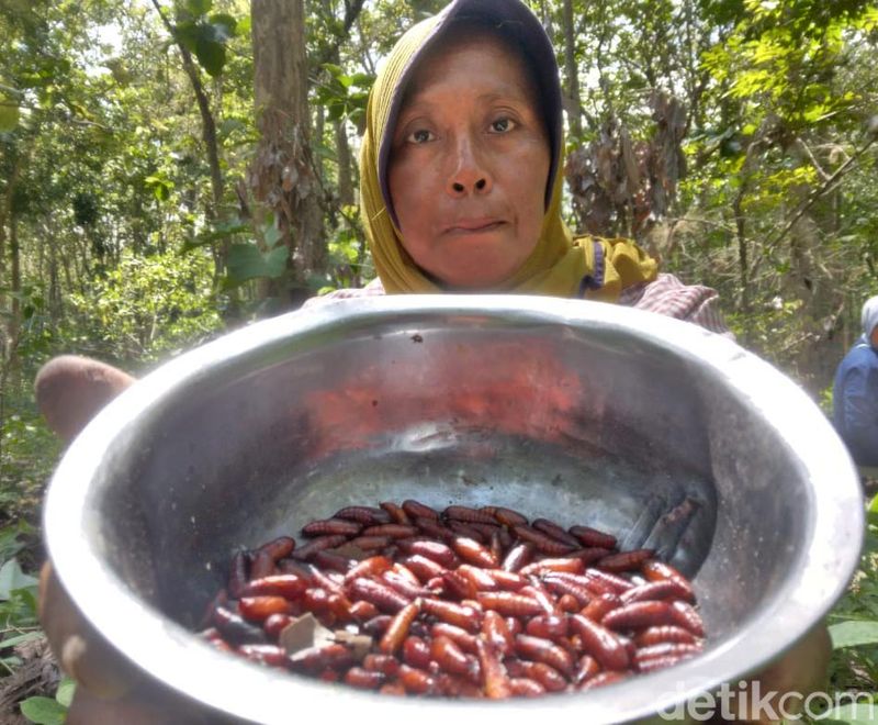 Sejumlah warga berburu entung ulat jati di Desa Kembangarum,Blitar. Ulat jati itu dijual seharga Rp 100 ribu per kilogram, Selasa (16/1/2024).