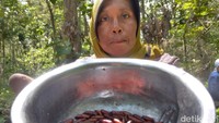 Wiwik  (39) warga Bumiayu, Kecamatan Panggungrejo, harus rela pergi jauh ke Hutan Jati Lodoyo, Kecamatan Sutojayan, Blitar demi mencari entung.