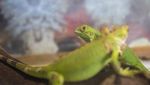Panen Cuan dari Budidaya Iguana
