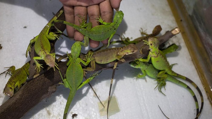 Bayi Iguana berada dalam kandang di Desa Lohbener, Indramayu, Jawa Barat, Selasa (16/1/2024). Iguana yang dibudidayakan tersebut dijual ke berbagai daerah melalui media daring dengan harga Rp200 ribu hingga Rp6,5 juta per ekor tergantung umur dan ukuran. ANTARA FOTO/Dedhez Anggara/foc.