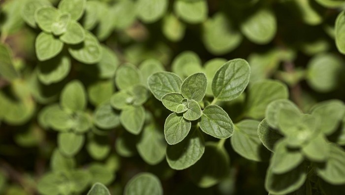 Ilustrasi oregano