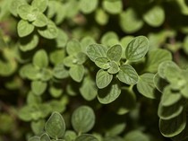 11 Tanaman untuk Mengusir Kucing, Jauhkan Anabul dari Rumah Tanpa Menyakiti