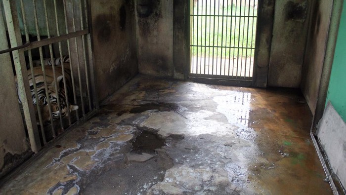 Kasihan, Harimau di Medan Zoo Sakit Parah Akibat Tidak Terawat Seekor harimau Sumatra (Panthera tigris sumatrae) yang sakit parah berada di dalam kandang yang terbengkalai di Medan Zoo, Medan, Sumatera Utara, Senin (15/1/2024). Kebun binatang dengan luas 30 hektare tersebut kini kondisinya terbengkalai dan tidak terawat. 
ANTARA FOTO/Yudi/nz