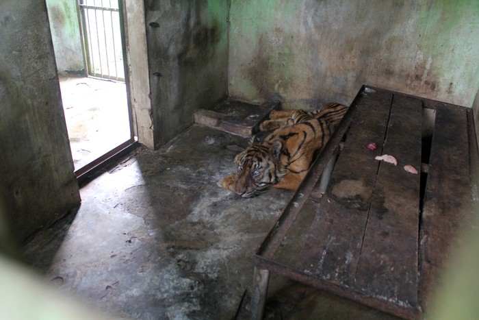 Seekor harimau Sumatra (Panthera tigris sumatrae) yang sakit parah berada di dalam kandang yang terbengkalai di Medan Zoo, Medan, Sumatera Utara, Senin (15/1/2024). Kebun binatang dengan luas 30 hektare tersebut kini kondisinya terbengkalai dan tidak terawat. 
ANTARA FOTO/Yudi/nz