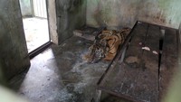 Seekor harimau Sumatra (Panthera tigris sumatrae) yang sakit parah berada di dalam kandang yang terbengkalai di Medan Zoo, Medan, Sumatera Utara, Senin (15/1/2024).