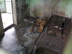 Medan Zoo Bobrok