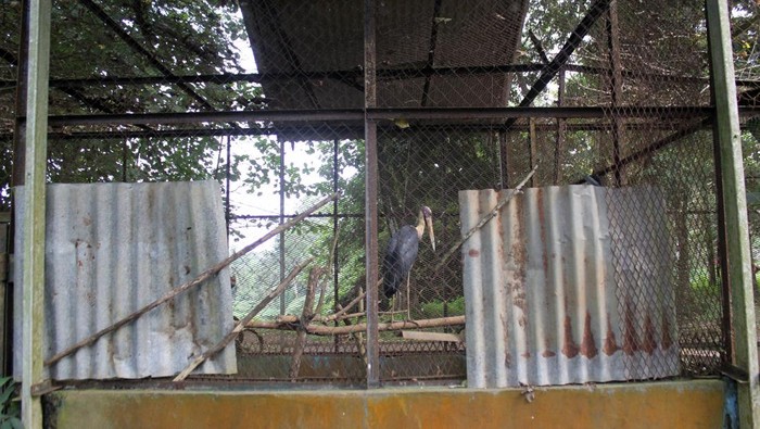 Seekor harimau Sumatra (Panthera tigris sumatrae) yang sakit parah berada di dalam kandang yang terbengkalai di Medan Zoo, Medan, Sumatera Utara, Senin (15/1/2024). Kebun binatang dengan luas 30 hektare tersebut kini kondisinya terbengkalai dan tidak terawat. 
ANTARA FOTO/Yudi/nz