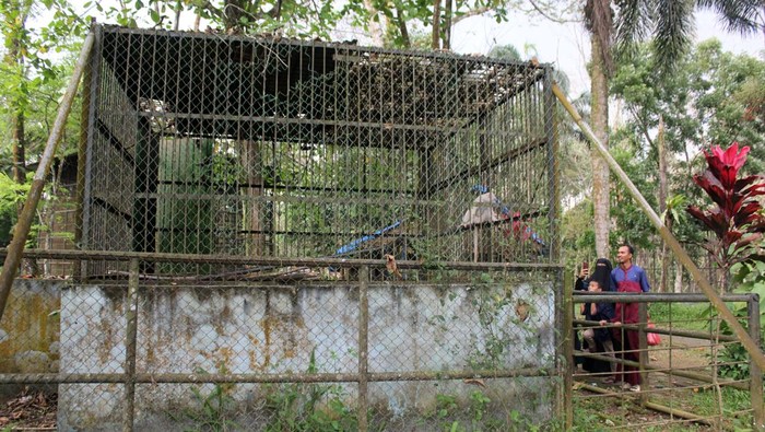 Seekor harimau Sumatra (Panthera tigris sumatrae) yang sakit parah berada di dalam kandang yang terbengkalai di Medan Zoo, Medan, Sumatera Utara, Senin (15/1/2024). Kebun binatang dengan luas 30 hektare tersebut kini kondisinya terbengkalai dan tidak terawat. 
ANTARA FOTO/Yudi/nz