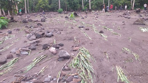 Lahan pertanian milik puluhan warga di kaki Gunung Lewotobi Laki-laki diterjang banjir lahar dingin. Warga terancam gagal panen. (Foto: Istimewa)