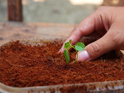 Cara Membuat Cocopeat dalam Wadah, Media Tanam Organik dan Praktis