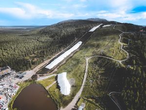 Petaka Data Center Google di Finlandia: Hutan Hancur, Serigala Masuk Desa