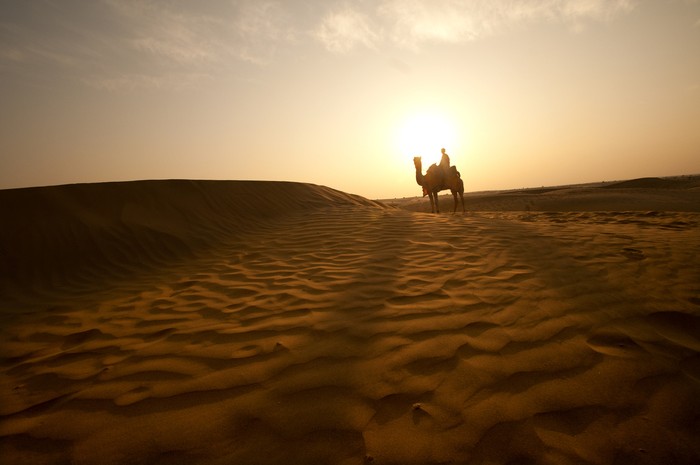 Camels in the desert at sunset, Sam Sand Dunes, India