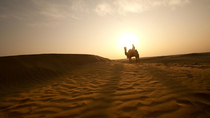Camels in the desert at sunset, Sam Sand Dunes, India