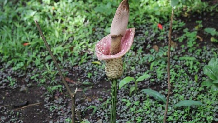 Penampakan bunga bangkai yang masih kecil. Arsip Universitas Pendidikan Indonesia.