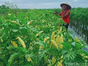 Harga Cabai Rawit di Klaten Terus Anjlok, Ini Penyebabnya