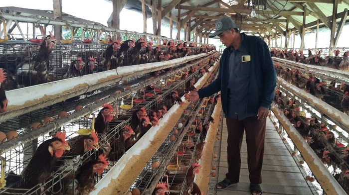 peternak ayam petelur di lamongan