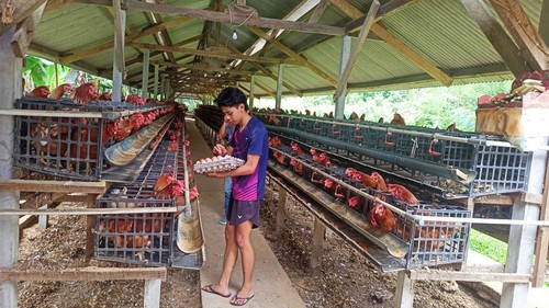 Pekerja di peternakan ayam petelur di Desa Sebudi, Kecamatan Selat, Kabupaten Karangasem, Bali, saat  mengambil telur di kandang, Senin (15/1/2024).