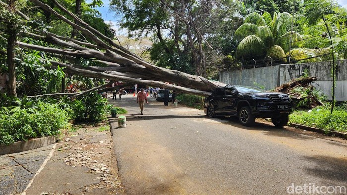 Pohon besar di Jalan Sriwijaya I, Kebayoran Baru, Jakarta Selatan tumbang. (Adrial/detikcom)