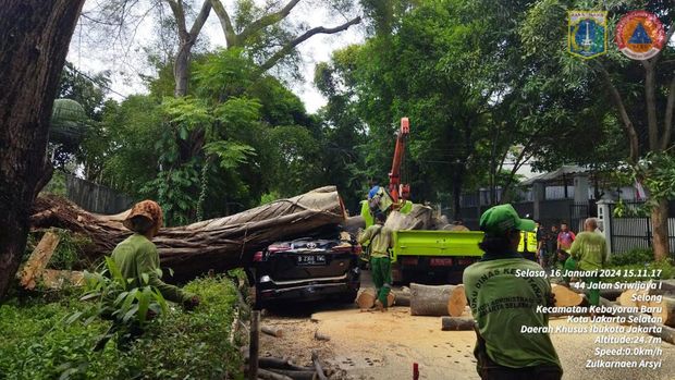 Pohon tumbang di Jalan Sriwijaya Jaksel. (Dok. BPBD DKI Jakarta)