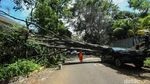 Bruukk.. Pohon Tumbang Timpa Mobil Fortuner di Jaksel