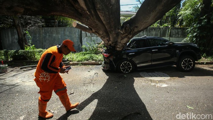 Pohon besar di Jalan Sriwijaya I, Kebayoran Baru, Jakarta Selatan, tumbang, Selasa (16/1/2024). Pohon tersebut jatuh dan menimpa sebuah mobil Fortuner yang sedang terparkir.