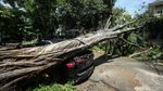 Bruukk.. Pohon Tumbang Timpa Mobil Fortuner di Jaksel