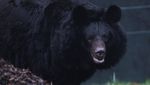 Potret Beruang Hitam yang Selamat dari Perang di Ukraina