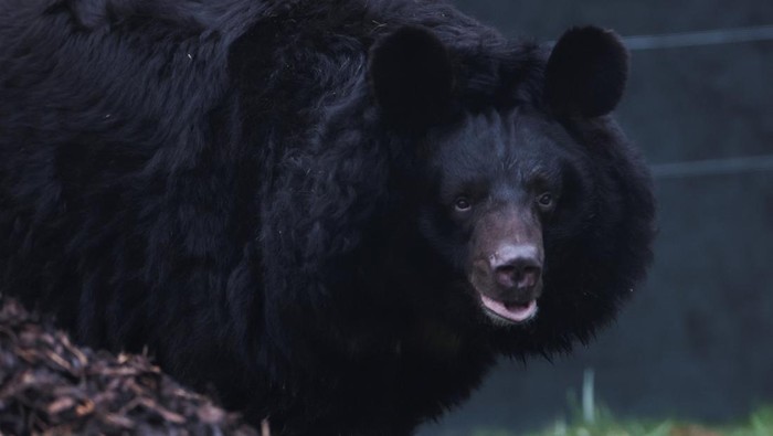 Yampil, a 12-year-old Asiatic black bear, that was rescued from a zoo in Donetsk, Ukraine explores his new surroundings on his first day in his new home at the Five Sisters Zoo near Edinburgh, Scotland, Britain, January 12, 2024. REUTERS/Russell Cheyne
