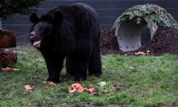 Yampil, a 12-year-old Asiatic black bear, that was rescued from a zoo in Donetsk, Ukraine explores his new surroundings on his first day in his new home at the Five Sisters Zoo near Edinburgh, Scotland, Britain, January 12, 2024. REUTERS/Russell Cheyne