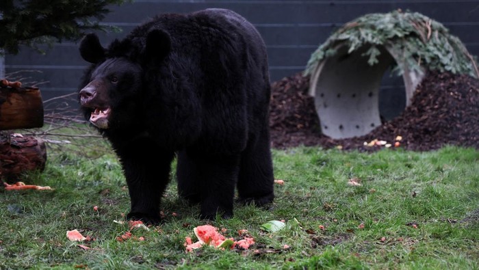 Yampil, a 12-year-old Asiatic black bear, that was rescued from a zoo in Donetsk, Ukraine explores his new surroundings on his first day in his new home at the Five Sisters Zoo near Edinburgh, Scotland, Britain, January 12, 2024. REUTERS/Russell Cheyne
