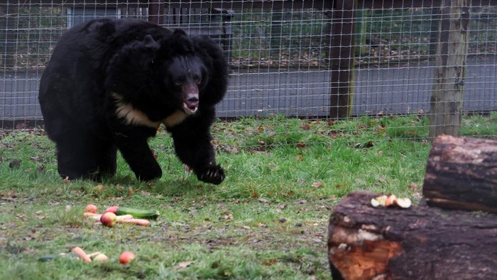 Yampil, a 12-year-old Asiatic black bear, that was rescued from a zoo in Donetsk, Ukraine explores his new surroundings on his first day in his new home at the Five Sisters Zoo near Edinburgh, Scotland, Britain, January 12, 2024. REUTERS/Russell Cheyne