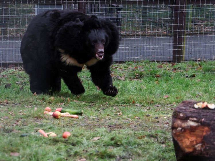 Potret Beruang Hitam yang Selamat dari Perang di Ukraina