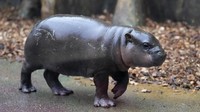 Kuda nil itu bernama Mikolas dan telah bergabung dengan dua kuda nil kerdil betina dan satu jantan di kebun binatang Dvur Kralove yang terletak 120 kilometer (75 mil) timur Praha.
