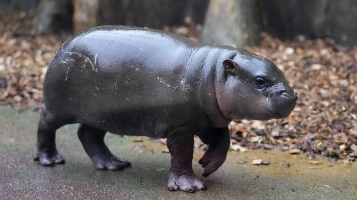 Potret Kuda Nil Langka Lahir di Kebun Binatang Ceko Mikolas, a newborn pygmy hippopotamus calf, appears with its mother, Malaya, at the safari park in Dvur Kralove, Czech Republic, Monday, Jan. 15, 2024. The male baby hippo was born on Dec. 1, 2023. (AP Photo/Petr David Josek)