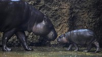 Mikolas, anak kuda nil kerdil yang baru lahir, muncul bersama induknya, Malaya, di taman safari di Dvur Kralove, Republik Ceko, Senin (15/1/2024). Bayi kuda nil jantan lahir pada 1 Desember 2023.