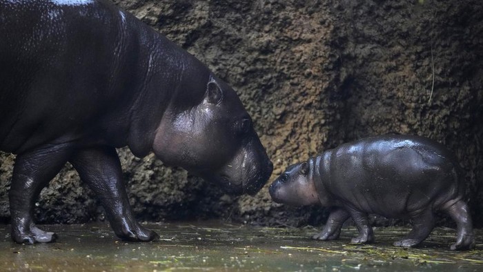 Mikolas, a newborn pygmy hippopotamus calf, appears with its mother, Malaya, at the safari park in Dvur Kralove, Czech Republic, Monday, Jan. 15, 2024. The male baby hippo was born on Dec. 1, 2023. (AP Photo/Petr David Josek)