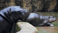 Dengan berat hingga 275 kilogram (600 pon), kuda nil kerdil bersifat soliter dan dianggap kurang berbahaya dibandingkan kuda nil pada umumnya, meskipun mereka kadang-kadang bisa menjadi liar.