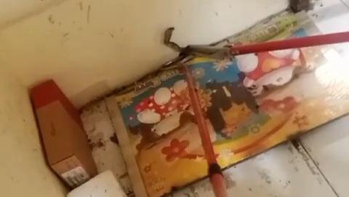Proses evakuasi anakan ular kobra di rumah warga di Carikan, Kecamatan/kabupaten Sukoharjo, Selasa (16/1/2024).