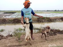 Profesi Unik Rumanto, Sang Pemburu Tikus Dibantu Anjing Kesayangan