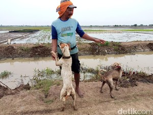 Profesi Unik Rumanto, Sang Pemburu Tikus Dibantu Anjing Kesayangan