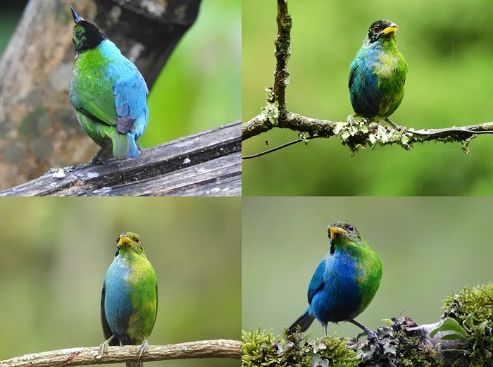 Seekor burung green honeycreeper dengan jenis kelamin ganda ditemukan.