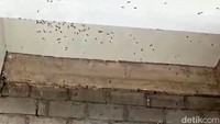 Ribuan ulat bulu tersebut merambat hingga ke rumah warga.