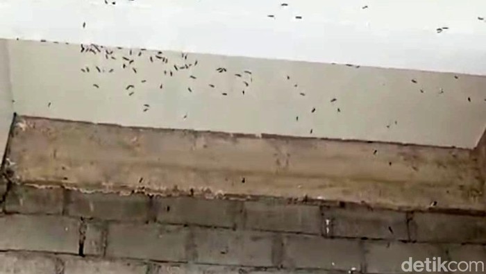 Kemunculan ulat bulu membuat warga di Jalan Pandanlaras, Kelurahan Tanjungsari, Kecamatan Sukorejo, Kota Blitar menjadi resah, Selasa (16/1/2024).