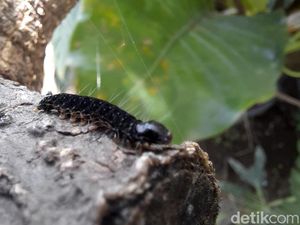 Penampakan Ulat Bulu Teror Rumah Warga Kota Blitar