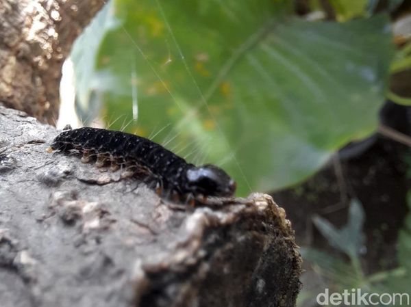 Penampakan Ulat Bulu Teror Rumah Warga Kota Blitar