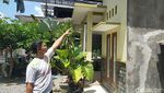 Penampakan Ulat Bulu Teror Rumah Warga Kota Blitar