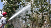 Petugas tidak hanya melakukan penyemprotan cairan pestisida pada rumah warga. Namun juga dilakukan di sekitar kebun pohon jati.