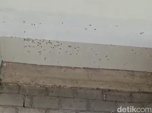 Hiii! Ribuan Ulat Bulu Teror Rumah Warga di Kota Blitar