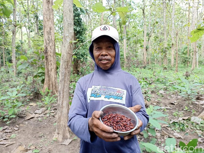 Warga Blitar berburu entung ulat jati untuk dijual Rp 100 ribu per kilogram